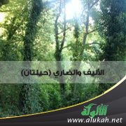 الأليف والضاري (حيلتان)