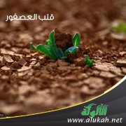 قلب العصفور