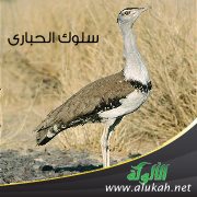 سلوك الحبارى