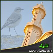 طائر بحبة حنطة