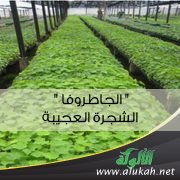 الجاطروفا الشجرة العجيبة