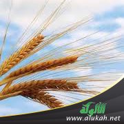 تجارب ناجحة لدور الدولة الاجتماعي في ظل العولمة الاقتصادية