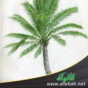 خطبة: أحكام النخل