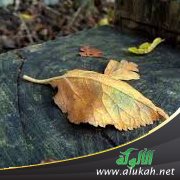 أبي وأمي يتشاجران دائمًا