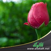 يُشَوِّه سُمعتي، ويريد أن يعود إليَّ!