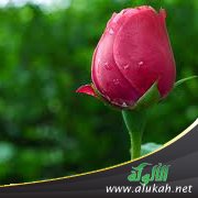 من روائع وصايا الأمهات (1)