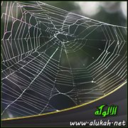 من أسرار البيت الواهن