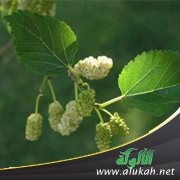 أوراق التوت .. وخيوط العنكبوت