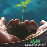 المعروف لا يضيع (قصة)