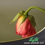هل أخبر أخي بخيانة خطيبته؟