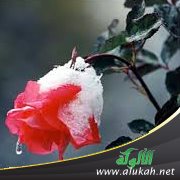 أمي لا تهتم بتدين الخاطب