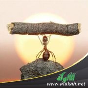 إعدام نملة ( قصة )