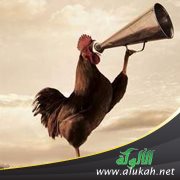 الديك المغرور ( قصة )