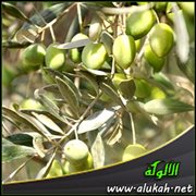 الزيتون أشجار السلام