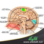 الجهاز الهرموني ..آية من آيات الله