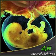 الولادة .. ذلك الإعجاز الرباني (1)
