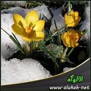 أقحوانة في عز الشتاء