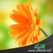 تسكن زهرة