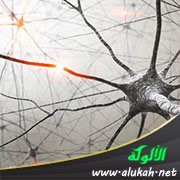 من الإعجاز الطبي في السنة : تداعي الجسد للإصابة والمرض