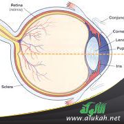 الإعجاز النبوي في علاج أمراض العين