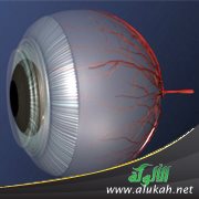 حول البصر والبصيرة