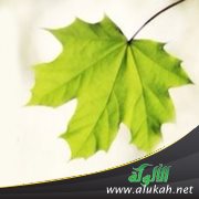تبصرة الغرب لدفع عدوانه
