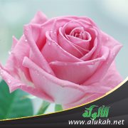 الإسلام وتكريم البنات