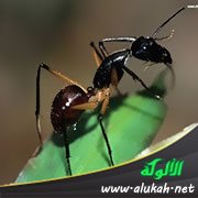 خارقة سليمان وخارقة النملة