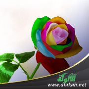 المساواة بين الزوجين ومقتضى الفطرة في أعمالهما