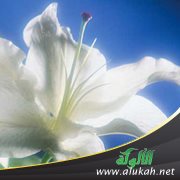 الثوب الأبيض ( قصة )