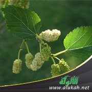 سلمى وشجرة التوت.. الحكاية الأخيرة (1)