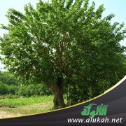 سلمى وشجرة التوت .. الحكاية الأخيرة (3)