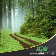 خضراء الدمن (قصيدة تفعيلة)