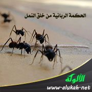 الحكمة الربانية من خلق النمل