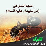 حجم النمل في زمن سليمان عليه السلام