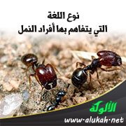نوع اللغة التي يتفاهم بها أفراد النمل