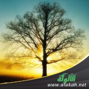 وفي المرض رحمة