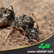 درب النمل