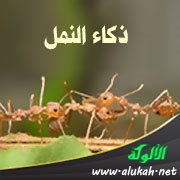 ذكاء النمل