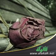يائسة من الزواج