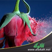 هل ينجح الزواج بدون حب؟