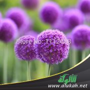 زهور الفناء