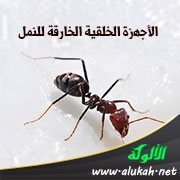 الأجهزة الخلقية الخارقة للنمل