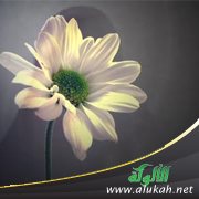 أبو حنيفة وتوجيه امرأة!