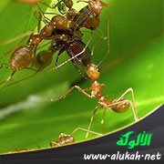 طرائف النمل في الزراعة ومعلومات أخرى