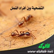 التضحية بين أفراد النمل