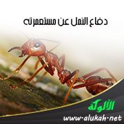 دفاع النمل عن مستعمرته