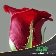 العيناء المرضية