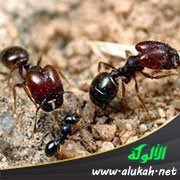 الهندسية في عالم النمل