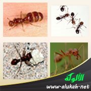 ملكة نملة النار والنملة المزارعة
